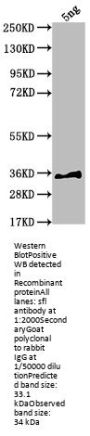 sfl Antibody