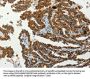 SERPINA9 Antibody