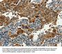 SERPINA9 Antibody
