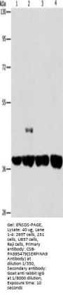SERPINA9 Antibody