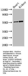 SIGLEC7 Antibody