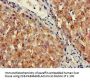 SIGLEC7 Antibody