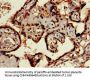 SIGLEC7 Antibody