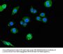 SIGLEC7 Antibody