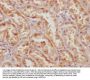 MSRB2 Antibody