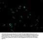 PCDHGB7 Antibody