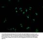 PCDHGB7 Antibody