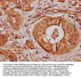 SNX10 Antibody