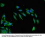 SNCAIP Antibody