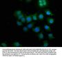 CSNK1G3 Antibody
