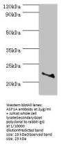 ASF1A Antibody