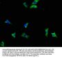 INPP5F Antibody