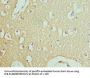 RPH3A Antibody