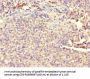 ATP8A1 Antibody