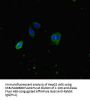 ATP8A1 Antibody