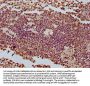 COA3 Antibody