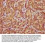 COA3 Antibody