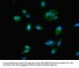 Rabbit anti-human Nucleolar protein 58 polyclonal Antibody