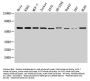 Rabbit anti-human Nucleolar protein 58 polyclonal Antibody