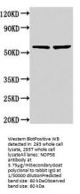 NOP58 Antibody