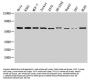 NOP58 Antibody