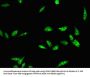 RAD54B Antibody