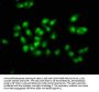 SOX21 Antibody