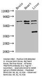 TRAF3IP3 Antibody