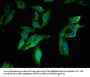 TRAF3IP3 Antibody