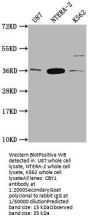 CBY1 Antibody
