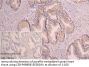 CORIN Antibody