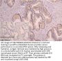 CORIN Antibody
