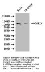 CORIN Antibody