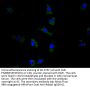 CORIN Antibody
