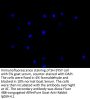 CORIN Antibody