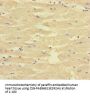 CORIN Antibody