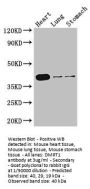DMRT1 Antibody
