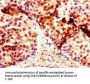 DMRT1 Antibody