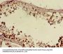 DMRT1 Antibody