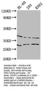 DMRT1 Antibody