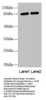MAGED1 Antibody