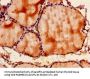 SNX9 Antibody
