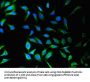 SNX9 Antibody