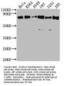 SNX9 Antibody