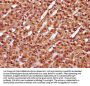 NUBP2 Antibody