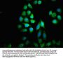 NUBP2 Antibody
