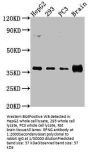 RFNG Antibody
