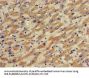 SLCO1B1 Antibody
