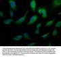 IVNS1ABP Antibody
