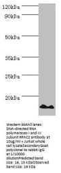 POLR1D Antibody